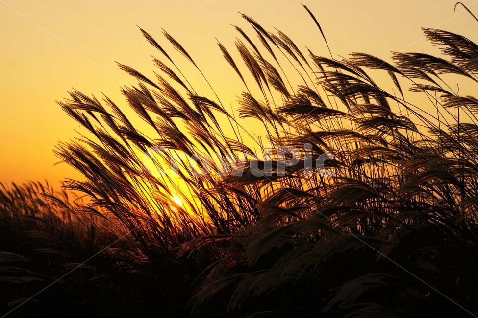 가을,억새,식물,자연,일몰,태양,nature,fall,감성,서정,autumn,가을,계절,fall,autumn,season,자연,풍경,nature,landscape,grass,잔디,plant,lawn