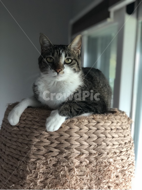 고양이,집사,코리안숏헤어,길냥이,냥이,동물,animal,포유류,mammal,고양이,cat,kitten,kitty