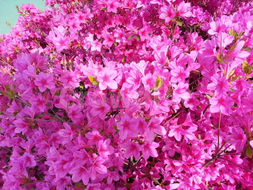 철쭉,분홍색,풍성,초록,꽃,봄,계절,spring,season,식물,자연,plants,nature,꽃,flower,blossom,petal,꽃잎,plant,geranium,제라늄