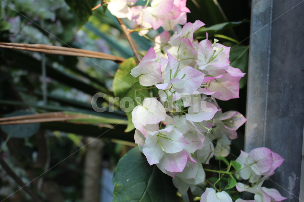 plant,식물,flower,blossom,꽃,배경,야외