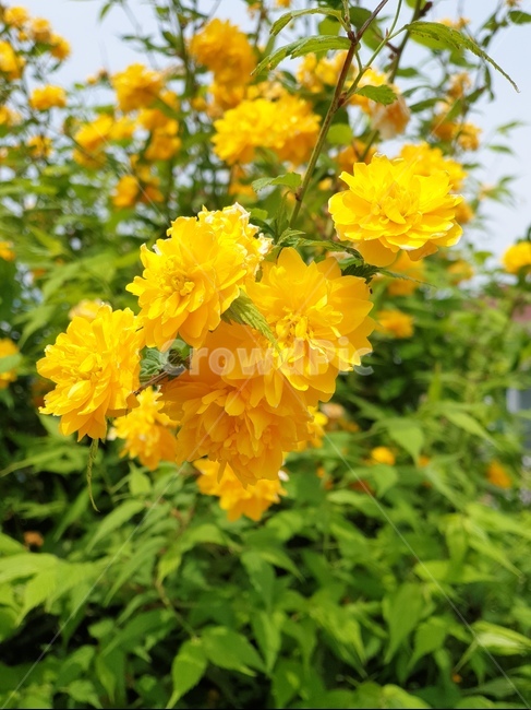 꽃,노란색,화단,겹황매화,죽단화,죽도화
