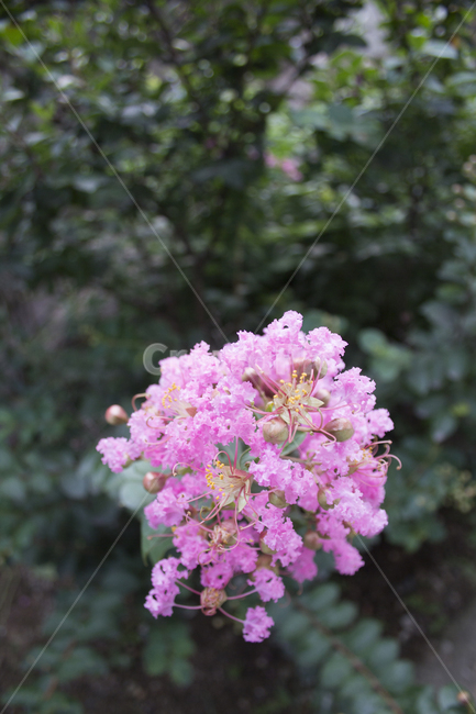 배롱나무,꽃,자연,flower,blossom,plant,식물,목백일홍