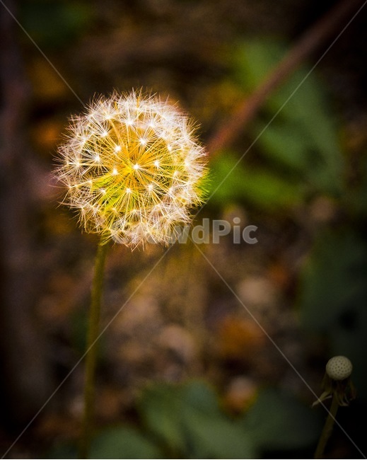 민들레,꽃,감성,가을,봄,식물,자연,plants,nature,꽃,flower