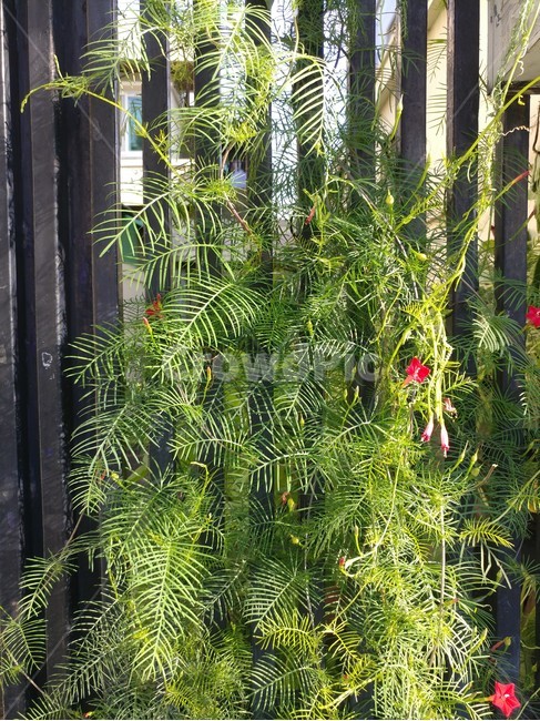 식물,꽃,자연,대문,초록,식물,자연,plants,nature