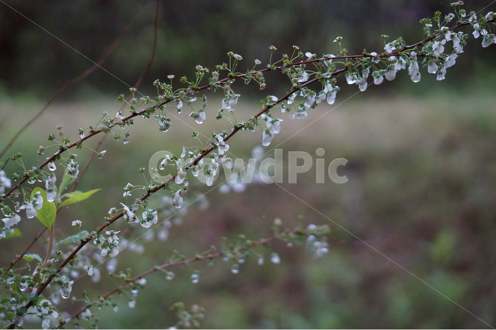 비,나무,물방울,흐림,흰색,오후,봄,계절,spring,season,식물,자연,plants,nature,꽃,flower,비,비오는날,rain,rainy,droplet,작은 물방울