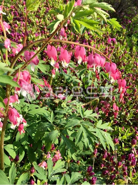spring,heart shaped flower,nature,bleeding heart,spring and summer flowers,garden,flower
