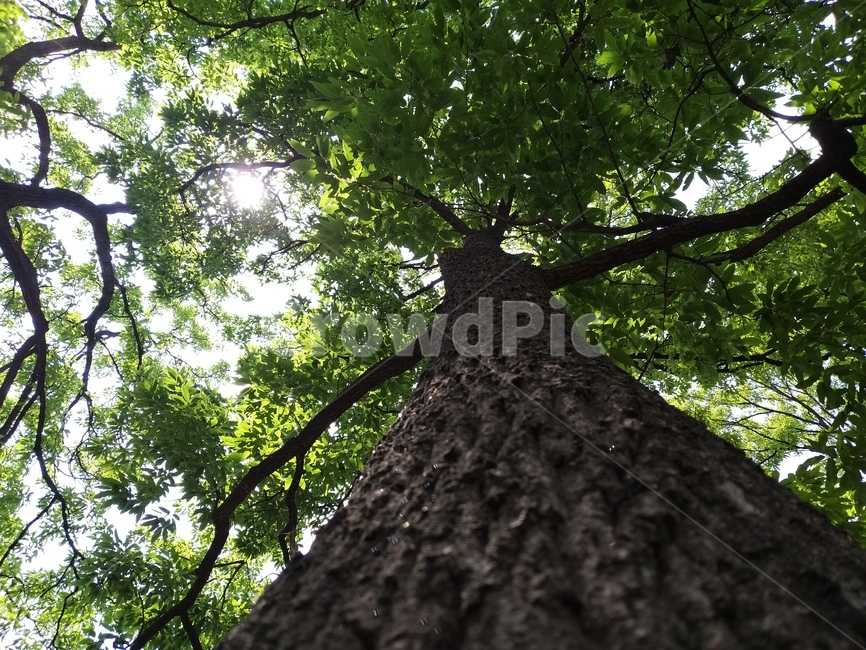 plant,식물,나무줄기,tree,treetrunk,식물,자연,plants,nature,나무,trees,wood