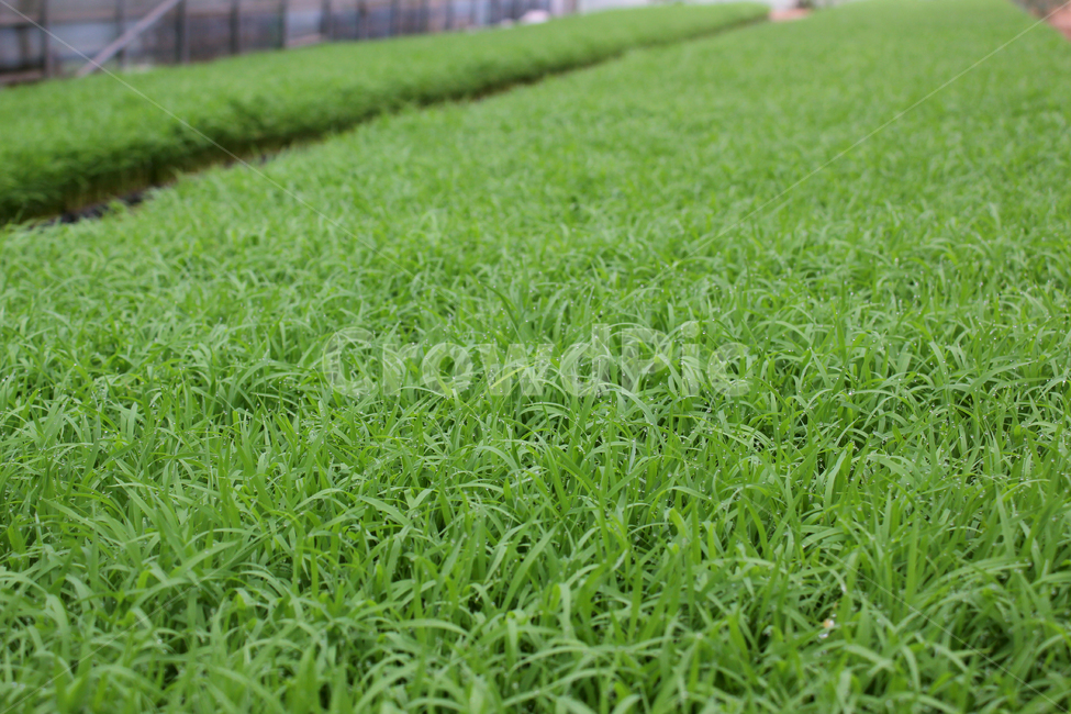 빗방울,wet,clean,closeup,drop,farm,field,fresh,grass,green,greenrice,grow,lawn,meadow,nature,nobody,outdoor,pattern,plant,rain,rice,spring,texture,water,waterdrop,초록색,물,녹색,그린,모,모내기,벼,싹,새싹,풀,잔디,풀밭,이슬,젖은,젖어있는,잔디밭,봄,비오는날,물방울,자연,블러,아웃포커스,포커스아웃,식물,농사,논농사,잎,잎사귀,나뭇잎,풀잎,비,비오는날,rain,rainy,산업,industry,industrial,농업,농사,agriculture,farming,farming industry