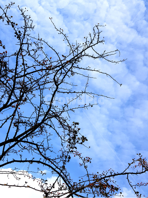 양산,금산근린공원,공원,가을하늘,나무,plant,식물,treetrunk,나무줄기,붉은열매,가을,하늘,푸른하늘,sky,azuresky,옥외,outdoors,nature,자연,풍경,nature,landscape,azure sky,푸른 하늘