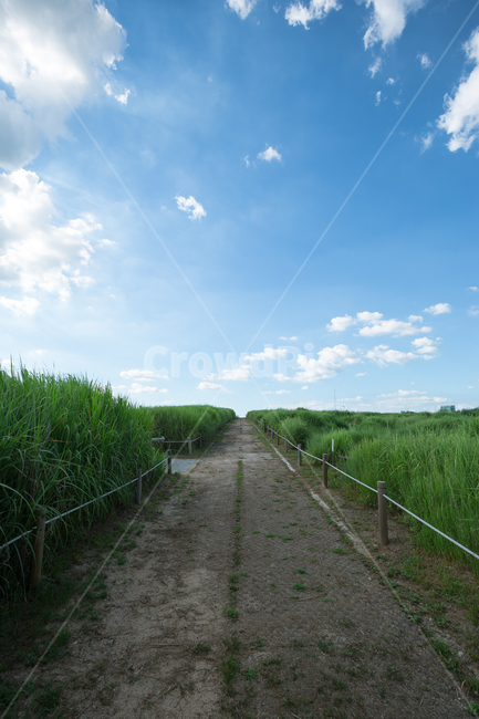 구름,길,하늘,하늘공원,공원,서울,자연,풍경,nature,landscape,outdoors,옥외