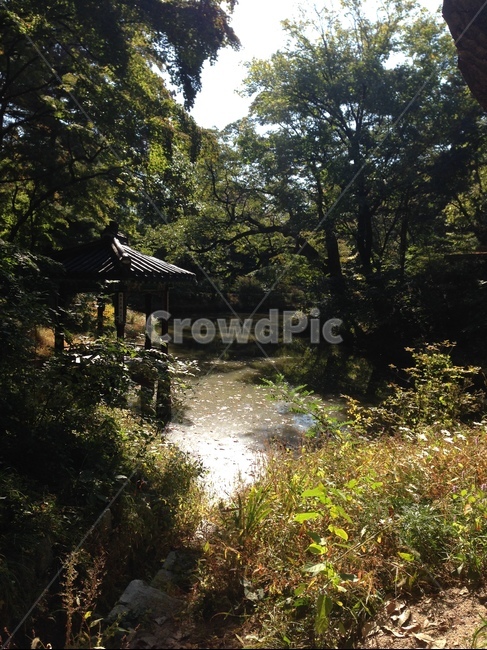 비밀의화원,비밀의정원,비밀정원,secretgarden,secret,forest,woods,nature,green,summer,spring,peace,tranquility,silence,meditation,relax,rest,walk,garden,숲,자연,초록,나무,풀,여름,봄,평화,고요함,명상,휴식,산책,걷기,정원,창덕궁,changdeokgung,해질녘,sunset,lake,호수,빛,정자,pavillion,trees,plants,자연,풍경,nature,landscape,한국자연풍경,한국자연경관,korea nature landscape,outdoors,옥외