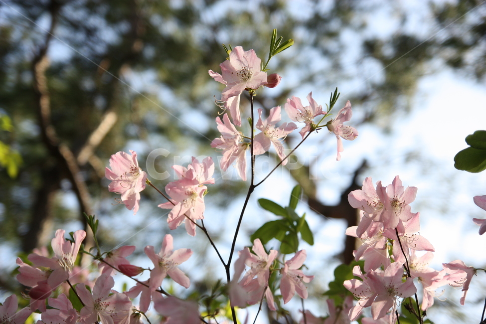 진달래,봄꽃,봄나들이,cherryblossom,중앙공원,꽃,plant,식물,blossom,flower