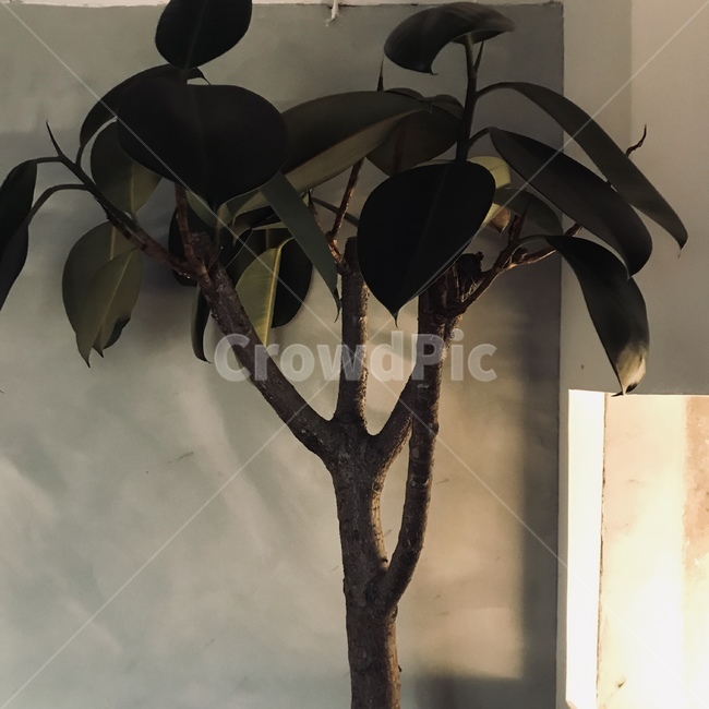 식물,카페,풍경,화면,배경,식물,자연,plants,nature