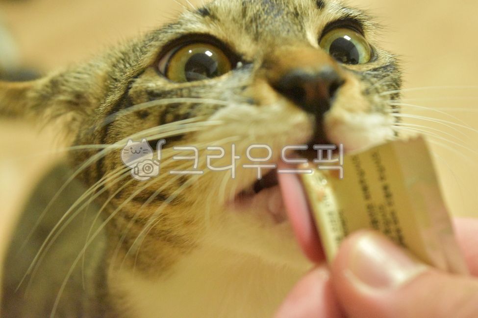 고양이,아기고양이,반려동물,냥이,애완동물,코리안숏헤어,코숏,animal,포유류,cat,kitten,kitty,동물