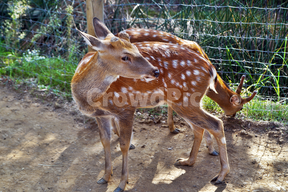 꽃사슴,사슴,동물,반점,월미공원,대륙사슴,매화사슴,포유동물,동물,animal,포유류,mammal