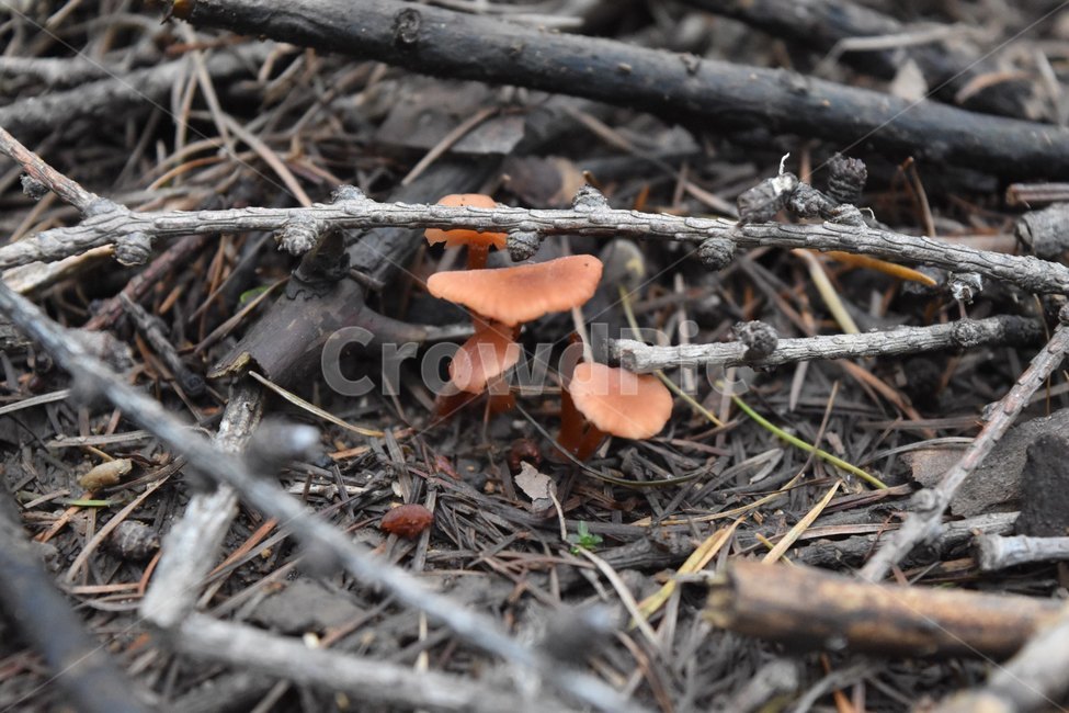 야생,버섯,나무,나뭇가지,식물,버섯,mushroom