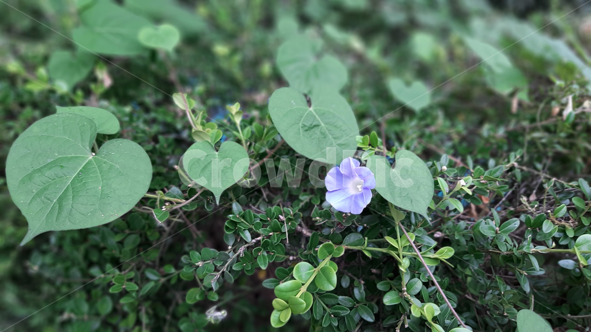 나팔꽃,flower,morningglory,blossom,야생화,꽃,식물,녹색,wildflower,plant,green,식물,자연,plants,nature,꽃,flower