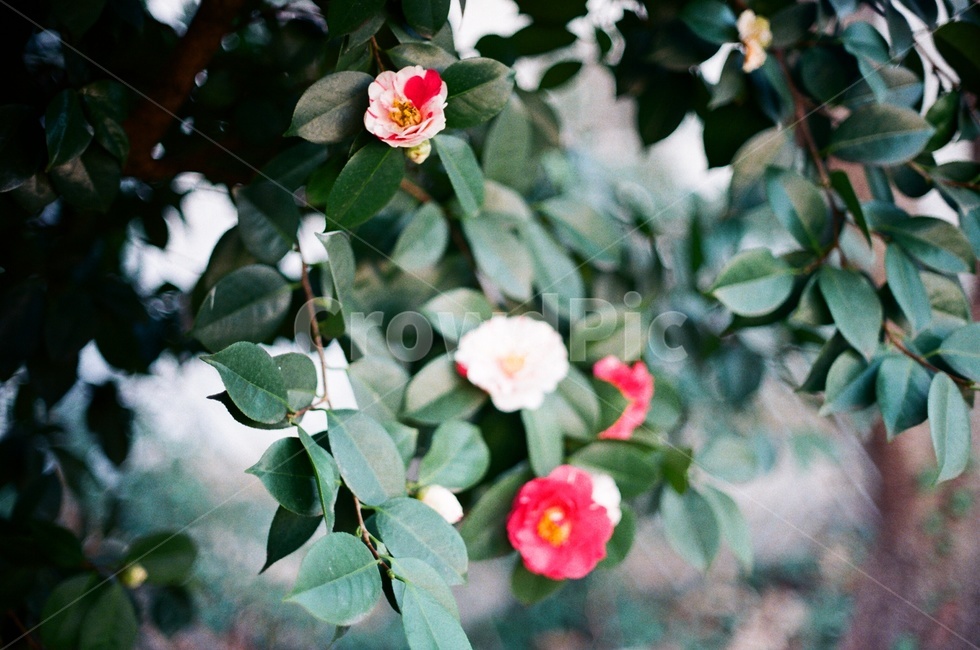 film photography,winter flowers,Camellia,camellia flower,film,camellia,flower