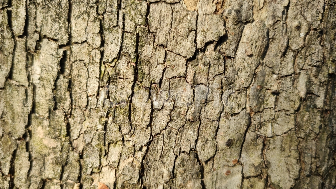 나무껍질,나무질감,식물,나무,plant,tree,bark,woodtexture,식물,자연,plants,nature,나무,trees,wood,텍스처,질감,패턴,texture,pattern