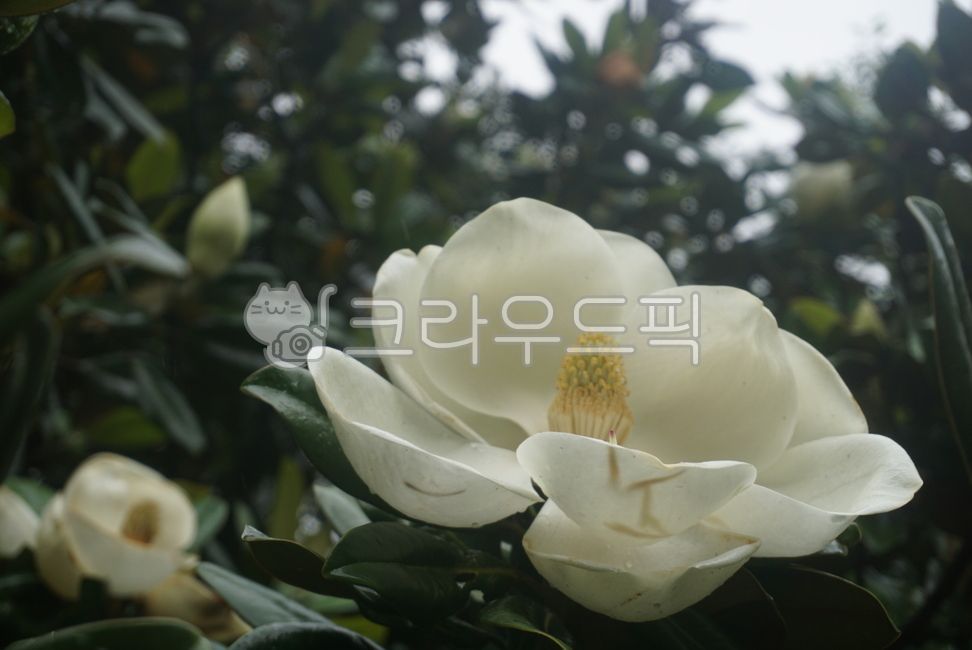 꽃,치자,치자나무,꽃치자,gardenia