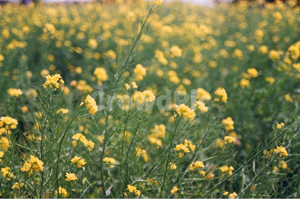유채꽃,봄꽃,노란색,노란꽃,유채꽃밭,봄,계절,spring,season,식물,자연,plants,nature,꽃,flower,감성,sensible,feeling