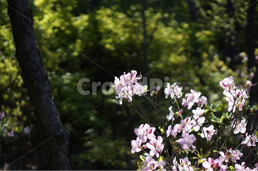 산철쭉꽃,핑크,빛,봄,산,봄,계절,spring,season,식물,자연,plants,nature,꽃,flower,plant