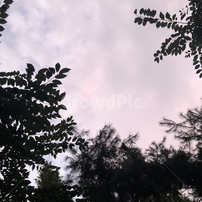 분홍하늘,찍기,감성,노을,해질녘,pink,cloud,감성사진,자연,풍경,nature,landscape,tree,나무,plant,식물,silhouette,실루엣