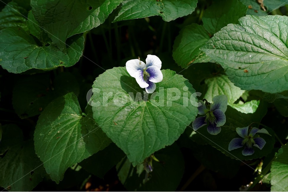 종지나물,제비꽃,미국제비꽃,봄꽃,보라색,식물,bloom,flower,spring,nature,season,흰색,plant