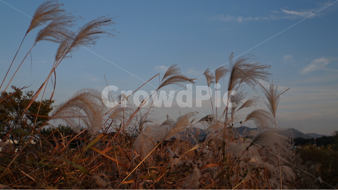 주남저수지,억새,철새,노을,해질녘,sunset,가을,계절,fall,autumn,season,식물,자연,plants,nature,grass,잔디,plant,lawn,reed,갈대