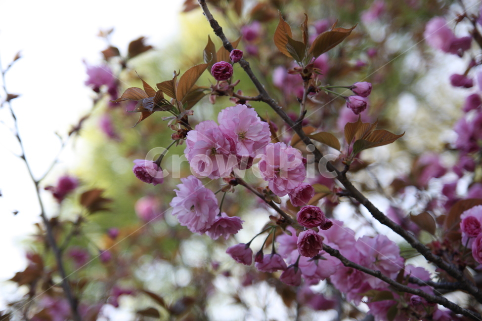 겹벚꽃,봄꽃,봄나들이,cherryblossom,중앙공원,꽃,plant,식물,blossom,flower