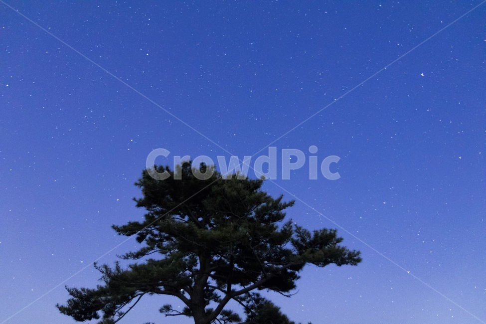 별,야경,별사진,감성사진,나무,제주도,별똥별,여행,자연,풍경,nature,landscape,야경,밤,nightscape,night,식물,plants,나무,trees,wood,실루엣,그림자,silhouette,shadow,색깔,색상,색채,색감,color sense,color sensitivity,feeling of color,outdoors,옥외