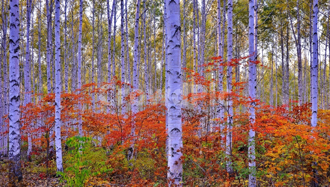 강원도,인제,자작나무,자작나무숲,가을,계절,추색,단풍,추경,tree,나무,plant,식물,birch,자작나무,원대리,단풍숲,나무,trees,wood