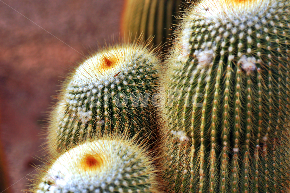 금관,금황환,선인장,가시,속씨식물,남아메리카,식물,금관속식물