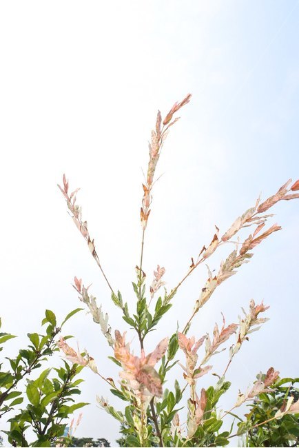 꽃,들꽃,여름,하늘,자연,식물,자연,plants,nature