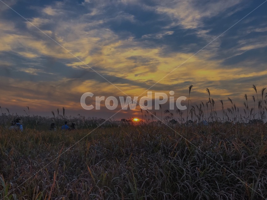 노을,갈대숲,하늘공원,억새,억새밭,가을,계절,fall,autumn,season,plant,식물,grass,잔디,nature,자연,outdoors,옥외