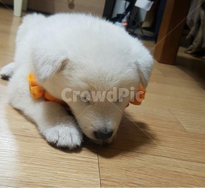 애완견,강아지,귀여운강아지,풍산개,dog