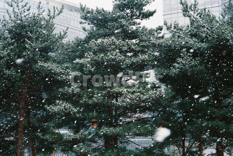 자연,눈,풍경,감성,나무,사진,겨울,계절,winter,season,자연,풍경,nature,landscape,tree,plant,식물,fir,전나무