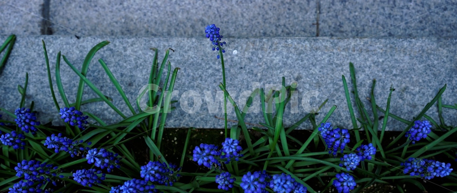 봄,bloom,꽃,식물,자연,화사함,꽃향기,colorful,floral,flower,gardenflowers,happymind,life,nature,plant,spring,식물,자연,plants,nature,꽃,flower