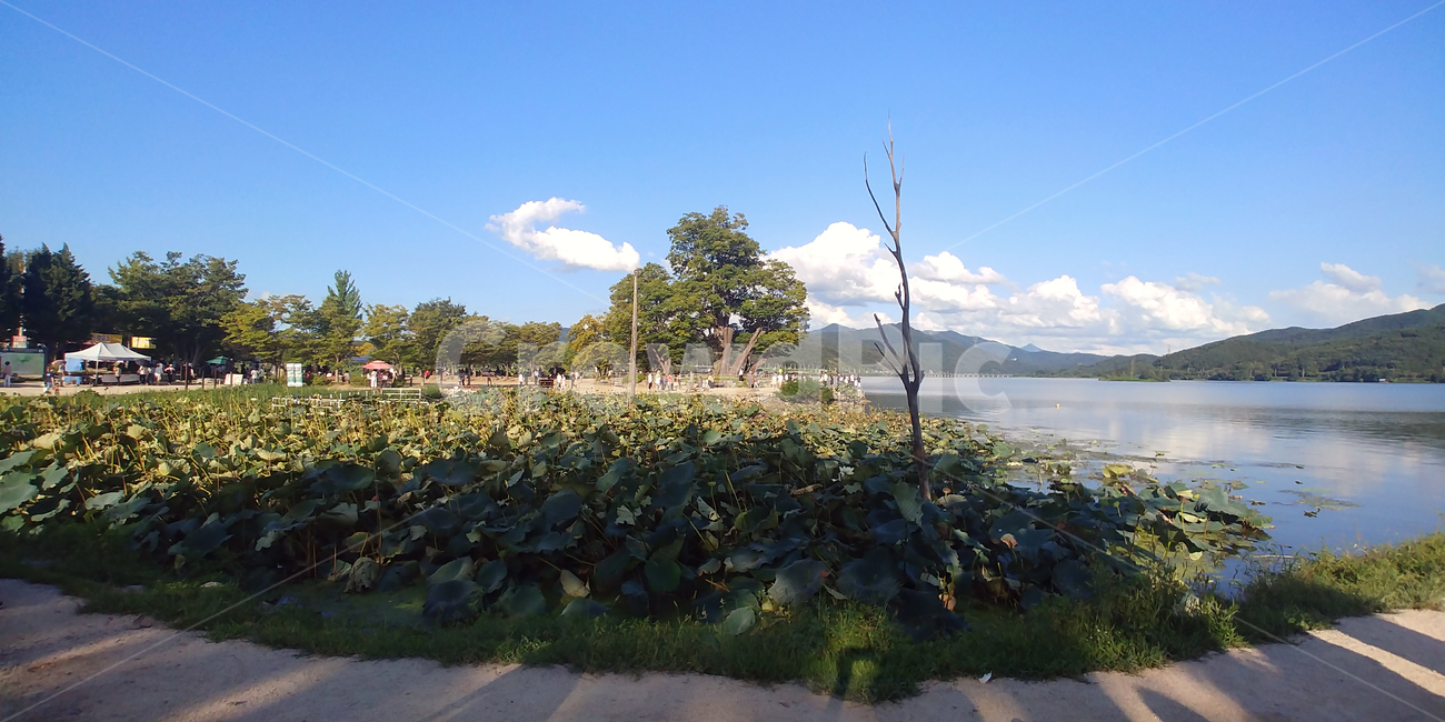 물,자연,nature,저수지,나무,연꽃,water