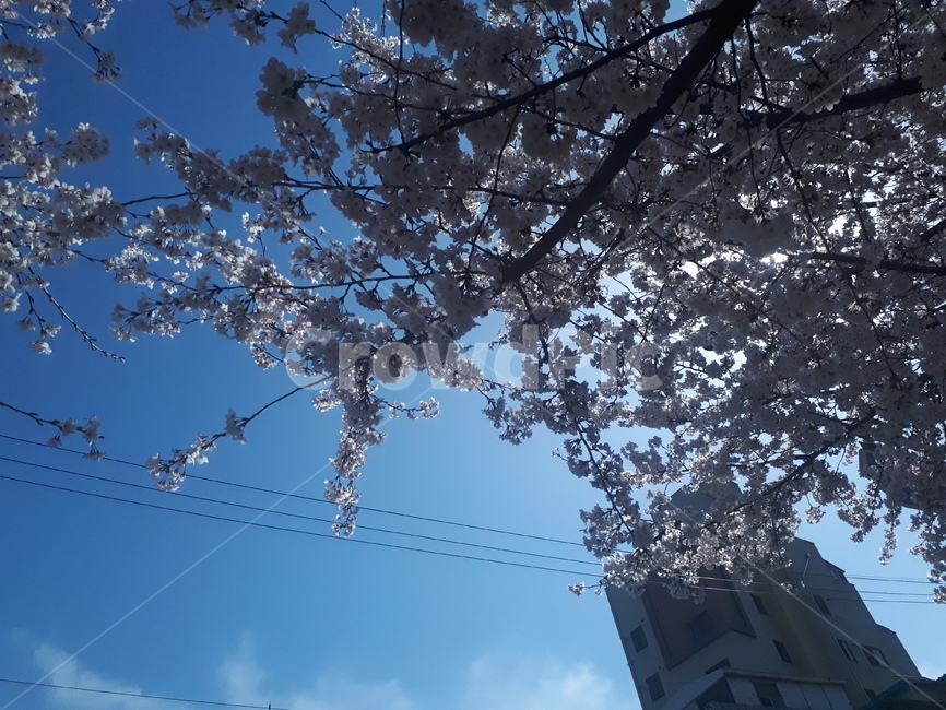 벛꽃,봄,따스한,빛,하늘,맑은