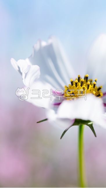 코스모스,꽃,하얀꽃,cosmos,flower,식물,plant,가을,autumn,자연,nature,whiteflower,배경화면,가을,계절,fall,autumn,season