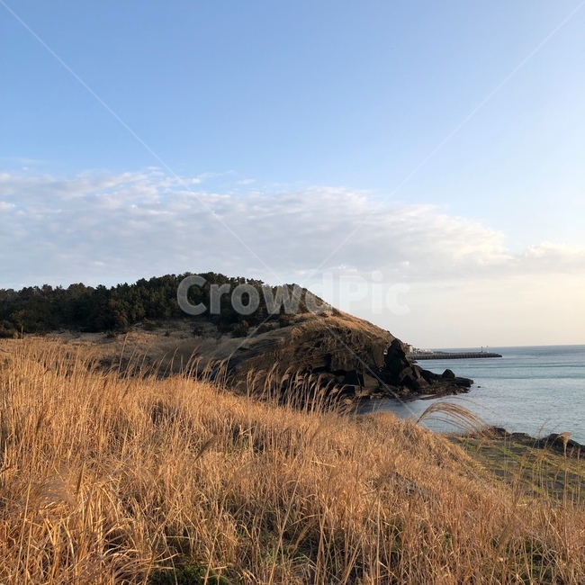 제주도,바다,갈대밭,저녁바다,가을