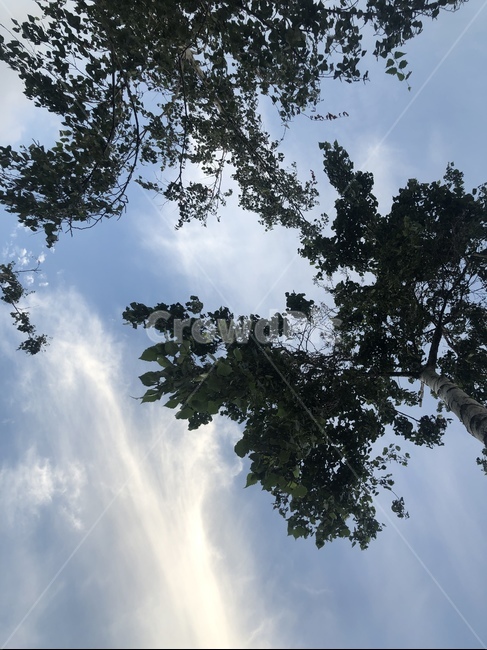 식물,나무,하늘,자연,plant,tree,나무,trees,wood