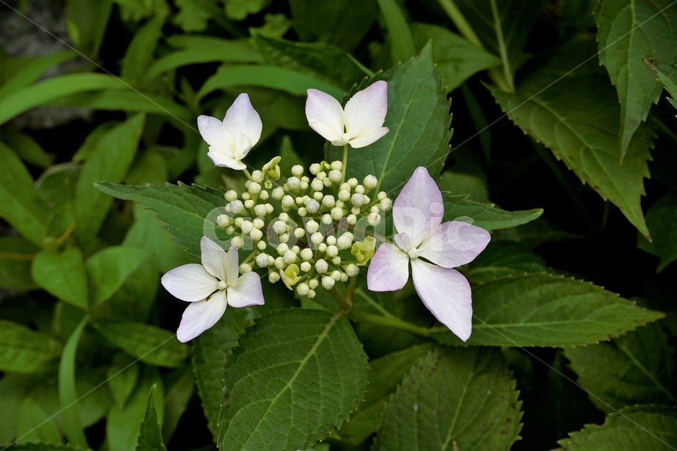 산수국,자연,식물,꽃,flower,bloom,유성화,무성화,가꽃
