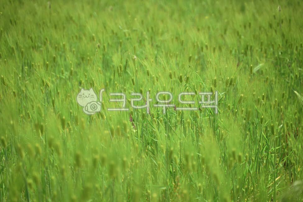 Jeju barley,barley field,vegetation,barley,grassland,green barley,Field,field,plant