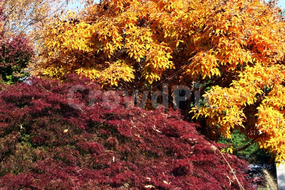 나무,하늘,구름,가지,식물,가을,풍경,야외,단풍,단풍나무,알록달록,식물,자연,plants,nature,가을,계절,fall,autumn,season,leaf,잎,plant,tree,maple