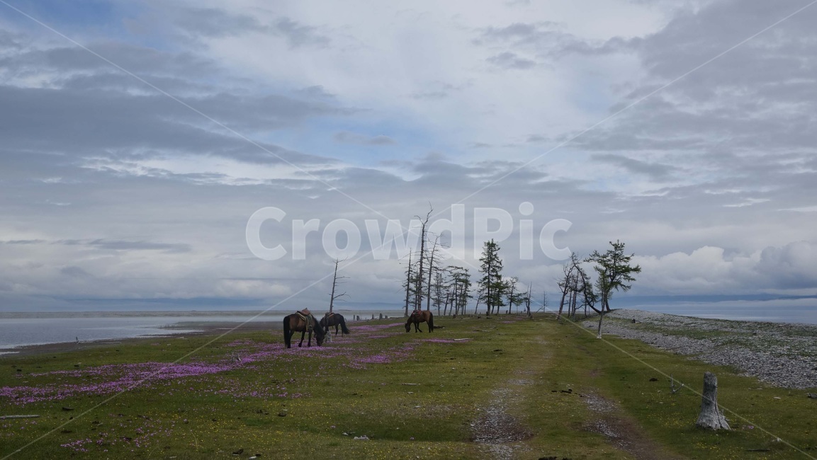 nature,초원,grass,field,자연,지평선,horizon,말,꽃,몽골,몽고,MONGOLIA,홉스굴