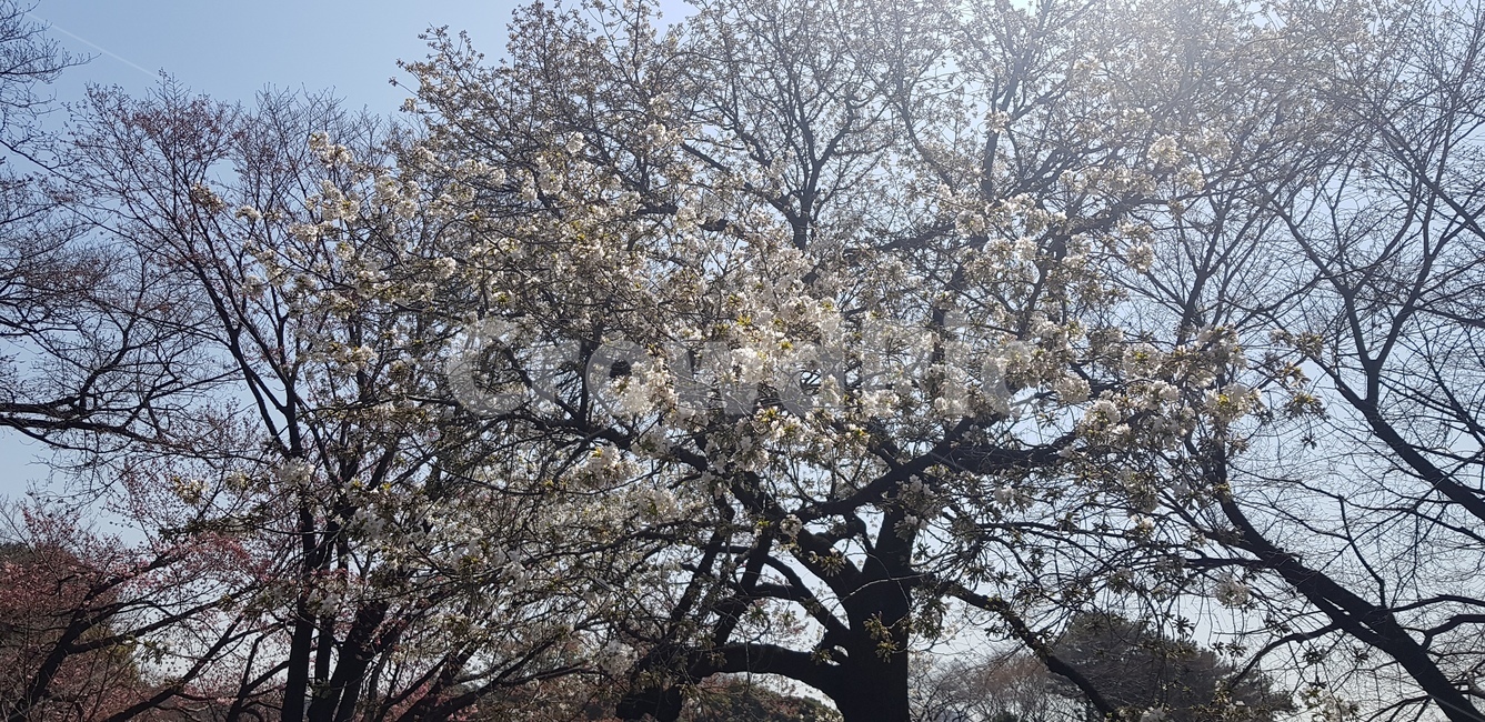 벚꽃,나무,자연,하늘,풍경