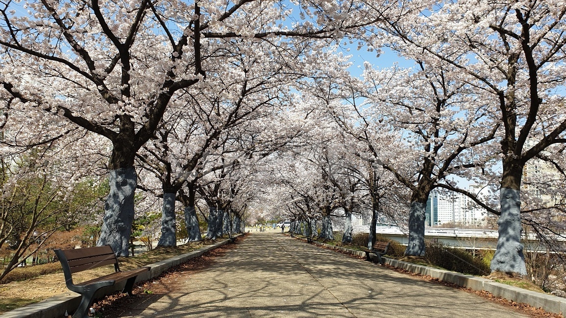 봄,벚꽃,계곡,풍경,나무,길,자연환경,화사함,봄,계절,spring,season,plant,식물