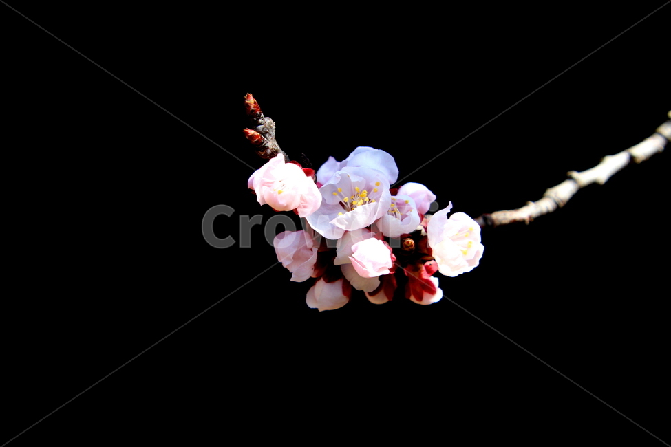 plant,식물,꽃,봄,계절